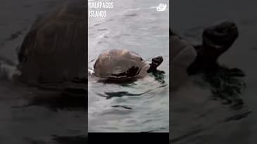 You're An Ocean Explorer (Part 6)! Galápagos Islands with Globe Aware