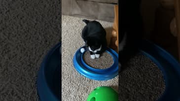 Round and Round #shorts #funnycats