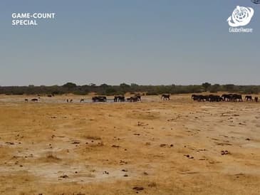 Daytime Observation - Hwange National Park - Game Count Zimbabwe with Globe Aware Oct 2025 Clip 6