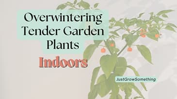 Overwintering garden plants indoors - Ep. 323