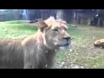 Lions Playing at Zoo
