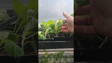 You need a fan on your seedlings #seedstarting