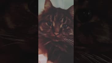 The tree is trimmed, the lights are bright, But all I see is endless night. I lay beneath the Chris