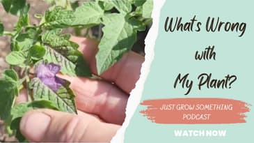 What's Wrong with My Plant?