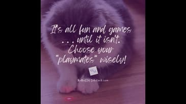 Life's Laser Pointer