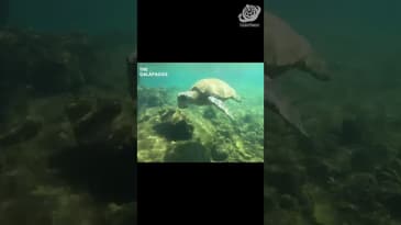 Over 400 Pounds! A Solo Spring Adventure in the Galápagos  with Globe Aware ( Clip 12)