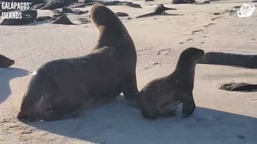Mother and Baby Sea Lion! Galápagos Islands with Globe Aware