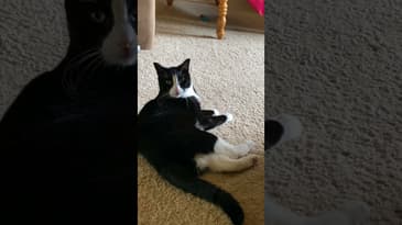 Leave Me Alone #Shorts #FunnyCats