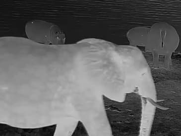 Globe Aware Volunteer Jeff Burtner's night astonishing night video of elephants
