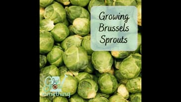 Growing Brussels Sprouts - Ep. 209
