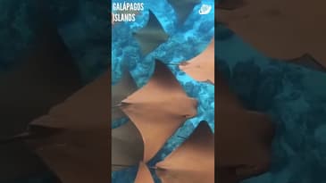 You're An Ocean Explorer (Part 9)! Galápagos Islands with Globe Aware