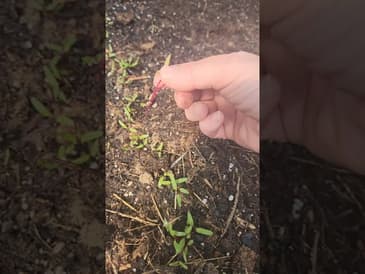 Why so many beet seedlings (even when you only planted a few)?