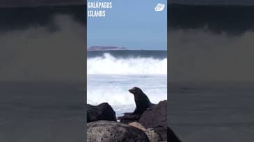 You're An Ocean Explorer (Part 7)! Galápagos Islands with Globe Aware