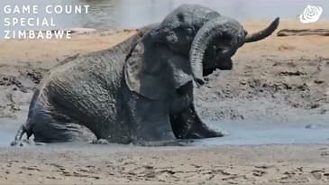 An Elephant Enjoying A Mud Bath! Zimbabwe Game-Count Special with Globe Aware (2023)