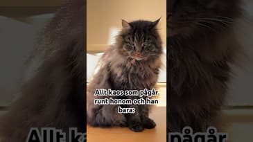 Katt. Obegripligt ofattbar!