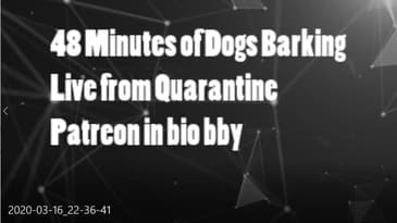 48 Minutes of Dogs Barking : LIVE FROM QUARANTINE