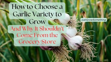 How to Choose a Garlic Variety to Grow (Based on Science) - Ep. 316