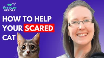 How To Help Your Cat Feel Safe