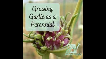 Growing Garlic as a Perennial - Ep. 168