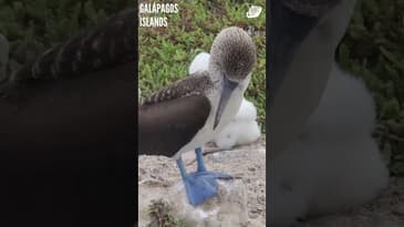 A Blue Foot Booby! Galápagos Islands with Globe Aware