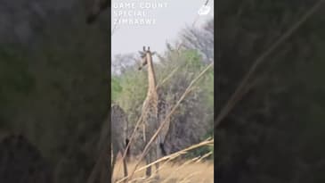 Up Close With Giraffes! Zimbabwe Game-Count Special with Globe Aware (2023)