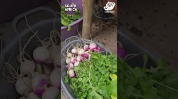 Gorgeous Produce From The Community Garden! South Africa with Globe Aware (CHG EVT Group)