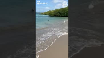 So Many Gorgeous Beaches! A Solo Spring Adventure in the Galápagos with Globe Aware ( Clip 29 )