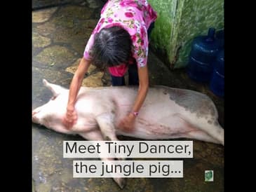THAT'S A BIG PIG! MEET GLOBE AWARE'S GUATEMALA FAMILY