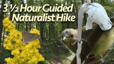 Naturalist Guided Hike in Southern Ontario Forest | At Nature's Pace: Summer's Ebb Hike 2 4K60FPS