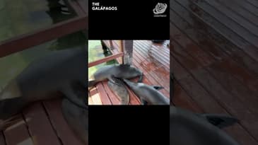 Mother Sea Lion Nursing! A Solo Spring Adventure in the Galápagos with Globe Aware ( Clip 25)