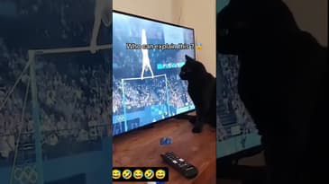 Cats being cats! OMG #lol #cats #funny #omg #impossible