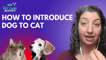 5 Simple Steps to Introduce Your Dog to a Cat