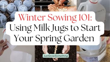 Winter Sowing 101: Using Milk Jugs to Start Your Spring Garden – Ep. 279
