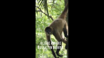 Globe Aware Bulletin Board - Costa Rica