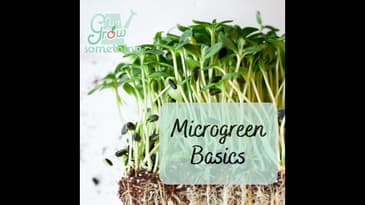 Microgreen Basics - Ep. 169