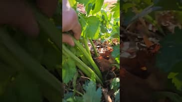 Celery experiment! #gardening #growyourownfood #Zone6b