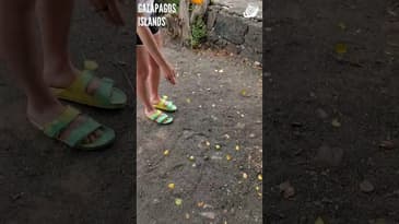 These Are Poison Apples! Galápagos Islands with Globe Aware