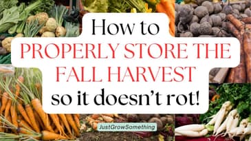 How to Properly Store Your Fall Garden Harvest - Ep. 275