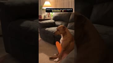 What’s funnier? The laugh or? #pitbull #funny