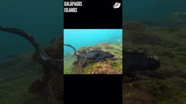 You're An Ocean Explorer ( Part 2)! Galápagos Islands with Globe Aware