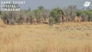 Too Many Giraffes To Count! Zimbabwe Game-Count Special with Globe Aware (2023)
