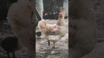 Buying Chickens #diy