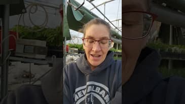 Squash bugs! Clean up that garden debris. #growyourown #squash