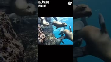 You're An Ocean Explorer ( Part 3)! Galápagos Islands with Globe Aware