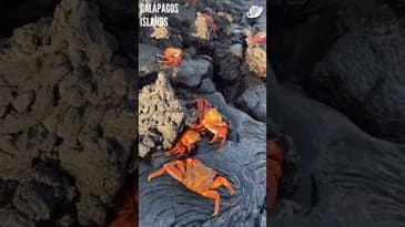 You're An Ocean Explorer ( Part 4)! Galápagos Islands with Globe Aware