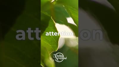 Where is your attention? #FindingNeverlandPodcast