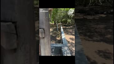 This Is The Tortoise Pen! A Solo Spring Adventure in the Galápagos with Globe Aware ( Clip 17)