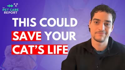 Why Your Cat Needs Vet Checkups—Before It’s Too Late