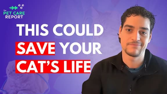 Why Your Cat Needs Vet Checkups—Before It’s Too Late