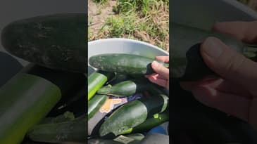 What's wrong with my zucchini? Probably nothing! #zucchini #gardening